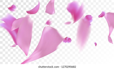 Pink Cherry Petals Falling Down. Isolated Vector illustration of Cherry Petals. Flying Pink Sakura Blossom Background. Design of Greeting or Invitation Card. 
