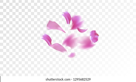 Pink Cherry Petals Falling Down. Isolated Vector illustration of Cherry Petals. Flying Pink Sakura Blossom Background. Design of Greeting or Invitation Card. 

