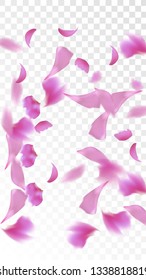 Pink Cherry Petals Falling Down. Isolated Vector illustration of Cherry Petals. Flying Pink Sakura Blossom Background. Design of Greeting or Invitation Card. 
