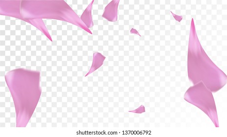 Pink Cherry Petals Falling Down. Isolated Vector illustration of Cherry Petals. Flying Pink Sakura Blossom Background. Design of Greeting or Invitation Card. 
