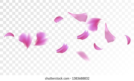 Pink Cherry Petals Falling Down. Isolated Vector illustration of Cherry Petals. Flying Pink Sakura Blossom Background. Design of Greeting or Invitation Card. 
