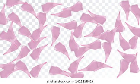 Pink Cherry Petals Falling Down. Isolated Vector illustration of Cherry Petals. Flying Pink Sakura Blossom Background. Design of Greeting or Invitation Card. 
