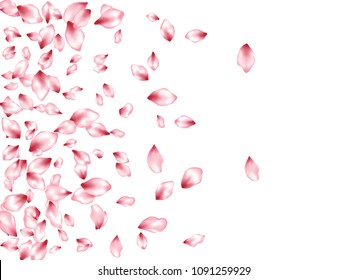 Pink cherry petals flying vector cosmetics background. Spring falling flower parts confetti, blossom elements valentine design. Chinese cherry flower blossom petals isolated on white card background.