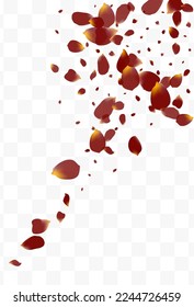 Pink Cherry Tender Vector Transparent Background. Japanese Flower Texture. Beautiful Blossom Blur Frame. Burgundy Floral Fly Illustration.