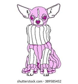 Pink Chihuahua dog in sitting wearing a turtle neck sweater with large ears & eyes looking dissatisfied