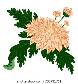 Pink chrysanthemum with buds and leaves on white isolated background.