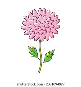 Pink chrysanthemum flower isolated vector