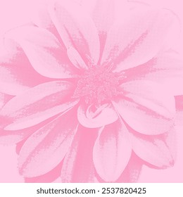 Pink chrysanthemum flower on halftone dot background