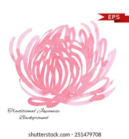 Pink chrysanthemum illustration isolated.  Vector image.