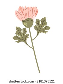 Pink chrysanthemum isolated on a white background. Vector illustration.