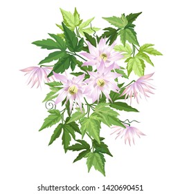 Pink clematis flowers, vector illustration isolated on white background, imitation of watercolor painting.