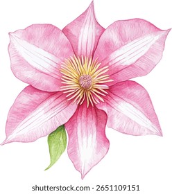 Cor-de-rosa Clematis Aquarela Flor vetor ilustração
