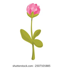 Pink clover flower with green leaves standing on thin stem illustration