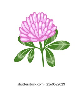 Flor de trébol rosa. Trifolium pratense, trébol rojo. Planta de pradera silvestre. Ilustración vectorial botánica, aislada en fondo blanco. Elemento decorativo plano dibujado a mano.