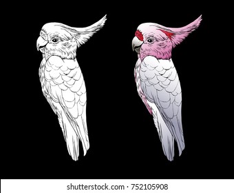 Pink cockatoo isolated Parrot Illustration. Graphic design elements. Exotic tropical bird.