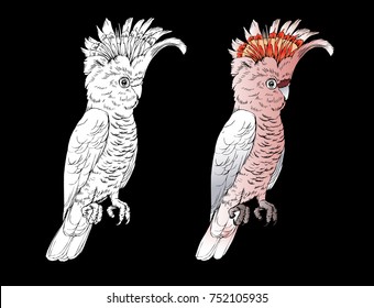 Pink cockatoo isolated Parrot Illustration. Graphic design elements. Exotic tropical bird.