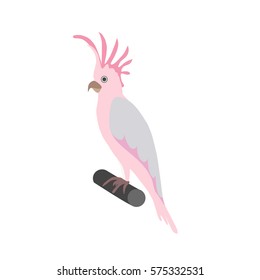 pink cockatoo parrot isolated vector illustration