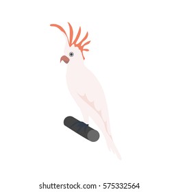 pink cockatoo parrot isolated vector illustration