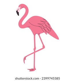 pink color flamingo bird wild nature tropical beautiful animal feather have long neck and foot