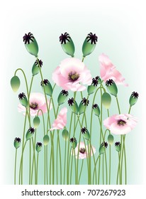 Pink color poppies flowers and seed pods