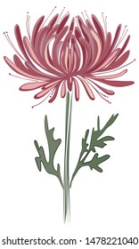 Pink colored chrysanthemum flower with stem and leaves. The symbol of the imperial house.
