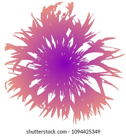 Pink cornflower. Top view, close-up. Isolated on a dark green background. Vector. Isolated illustration.