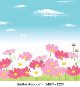 pink cosmos and blue sky. vector illustration  background