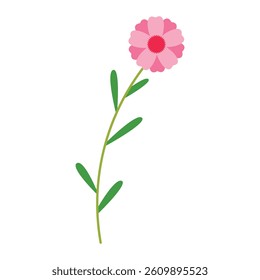 Pink Cosmos Flower Illustration. Colorful Flat Botanical Vector Illustration