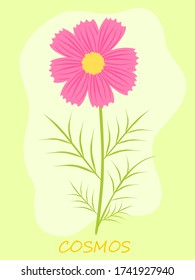 Pink cosmos flower isolated on simple green background. Flat design. Botanical illustration.