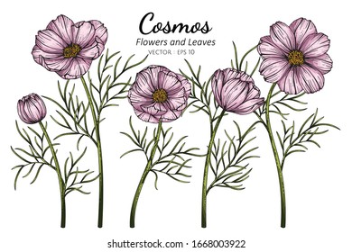 Dibujo de dibujo de flores y hojas de cosmos rosadas con arte lineal sobre fondo blanco.