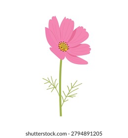 Pink cosmos flower, vector isolated cosmea wildflower branch on white background.