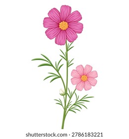 Pink cosmos flowers botanical