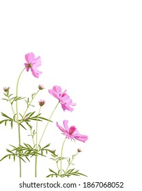 Pink Cosmos and leaves on white background, digital draw, botanical illustration for design, vertical, vector.
