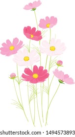 pink cosmos vector illustration  on white background