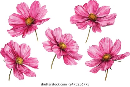 Pink Cosmos watercolor illustration. Hand drawn botanical painting, floral sketch. Colorful flower clipart for summer or autumn design of wedding invitation, print, greeting, sublimation, textile