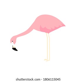 Pink cute flamingo. Flamingo cartoon vector illustration isolated on white background