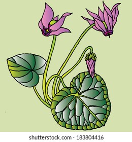 pink cyclamen