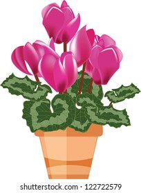 Pink cyclamen in a flower pot isolated on a white background, vector illustration