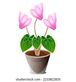 Pink cyclamen flower in a pot on a white background.