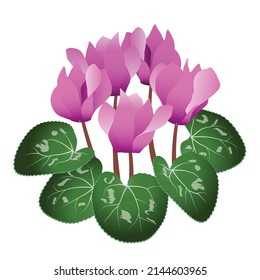 Pink cyclamen flowers isolated on white background vector image