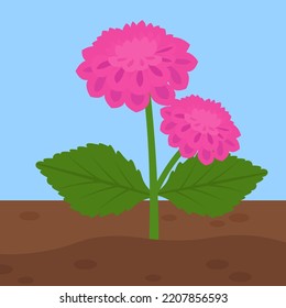 pink dahlia bush growing in the ground