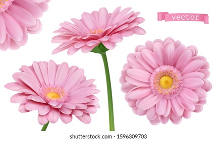 Pink Dahlia. Chamomile flowers 3d vector realistic set