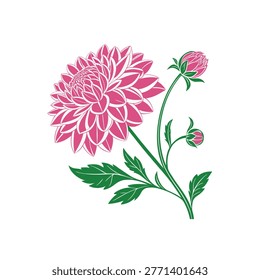 pink Dahlia or Dalia flower and leaf isolated on white background.
