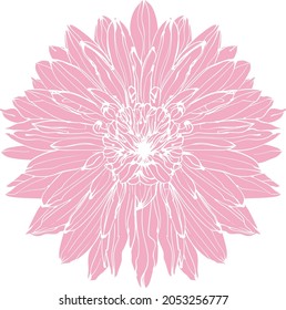 Pink Dahlia Flower In Graphics, Sketch Vector Graphic  Isolated Illustration On White Background