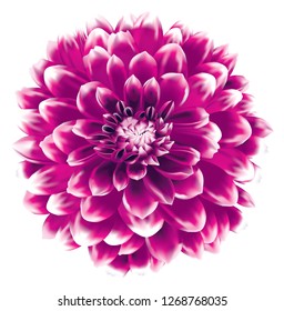 Pink Dahlia Flower Isolated On White Background In Vector Illustation