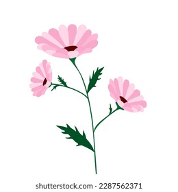 Pink daisy or chamomile flowers on white. Clipart.