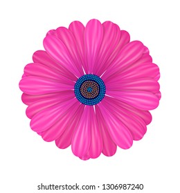 A pink Daisy, chamomile or gerbera. Realistic flower. Spring or summer bloom. Isolated on white background. Vector illustration