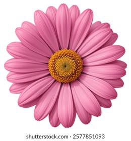 Pink daisy, chamomile  isolated on a  white background. Vector illustration.