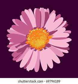Pink Daisy Flower