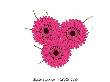 pink daisy flower hand drawn design